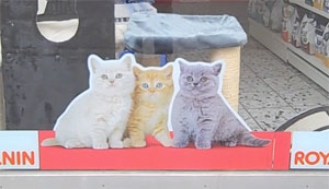 2. Cats in Window